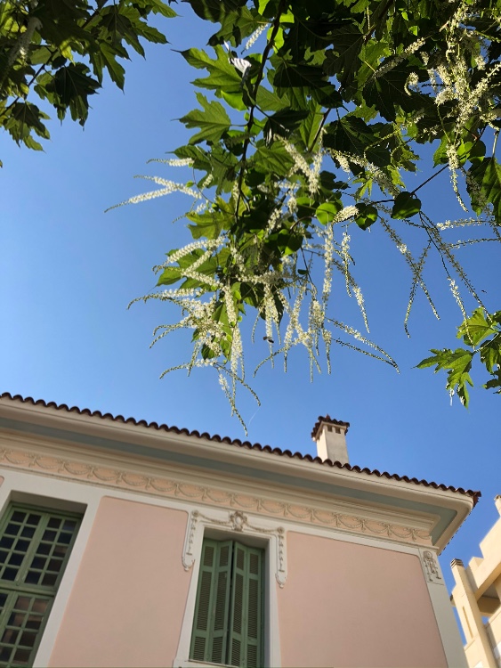 Λεπτομέρεια της πρόσοψης και της κεραμοσκεπής του Ιδιόμελου